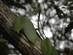 Nouvelle Calédonie 083