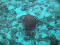 Nouvelle Calédonie 085