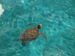 Nouvelle Calédonie 086