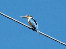 Nouvelle Calédonie 091