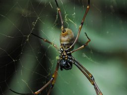 Nouvelle Calédonie 102