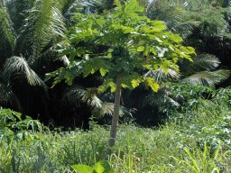 Nouvelle Calédonie 125