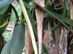 Nouvelle Calédonie 236