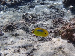 Nouvelle Calédonie 241