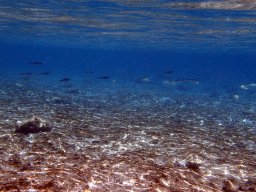 Nouvelle Calédonie 242