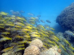 Nouvelle Calédonie 280