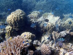 Nouvelle Calédonie 281