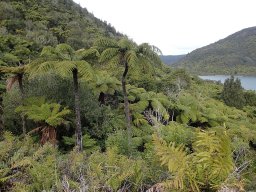 Nouvelle Zélande 161