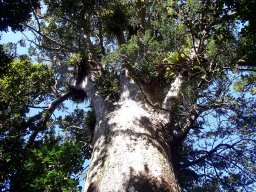 Nouvelle Zélande 204